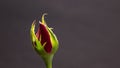 Single beautiful red rose isolated on dark background Royalty Free Stock Photo