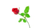 Single beautiful red rose isolated on white background Royalty Free Stock Photo