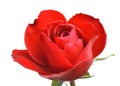 Single beautiful red rose isolated on white background Royalty Free Stock Photo