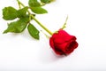 Single beautiful red rose isolated on white Royalty Free Stock Photo