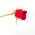 Single beautiful red rose isolated on white Royalty Free Stock Photo