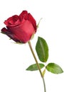 Single beautiful red rose isolated on white background Royalty Free Stock Photo