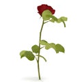 Single beautiful red rose isolated on white. 3D illustration Royalty Free Stock Photo