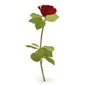 Single beautiful red rose isolated on white. 3D illustration Royalty Free Stock Photo