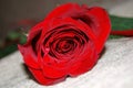 Single beautiful red rose on textile background