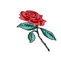 Single Beautiful Red Rose Vector