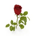 Single beautiful red rose on white. 3D illustration