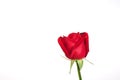 Single beautiful red rose on white