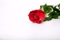 Single beautiful red rose on white