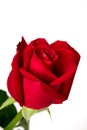 Single beautiful red rose on white