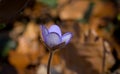 A single beautiful small violet liverleaf hepatica, in spring in a forest Royalty Free Stock Photo