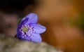 A single beautiful small violet liverleaf hepatica, in spring in a forest Royalty Free Stock Photo