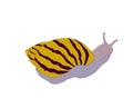 Beautiful snail animal carton isolated