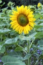 A single beautiful sunflower growing in a field Royalty Free Stock Photo