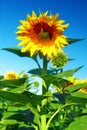 Single beautiful sunflower in the summer field Royalty Free Stock Photo
