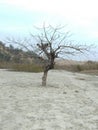 A Single beautiful tree without leafs on the River Himachal Pradesh India