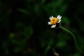 Single beautiful tridax flower in green background Royalty Free Stock Photo