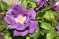 Single beautiful violet colored rose in a sunny garden