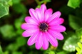 Single beautiful violet Pink Osteosperumum Flower Daisy Royalty Free Stock Photo
