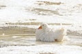 Single Beautiful White Goose Sitting In Ice Royalty Free Stock Photo