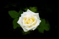 Single beautiful white rose flower bloom with green leafs isolated on a black background Royalty Free Stock Photo