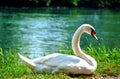 Beautiful white swan resting close to the water Royalty Free Stock Photo