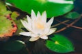 Single beautiful white water lily with its reflectionn Royalty Free Stock Photo