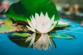 Single beautiful white water lily with its reflectionn Royalty Free Stock Photo