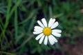 Single beautiful wild daisy flower with white petals on the feald top view closeup