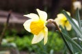 Single yellow daffodil in a field in summer