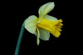 Yellow daffodil narcissus isolated on black Royalty Free Stock Photo
