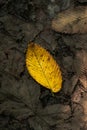 A single beautiful yellow leaf lays on the forest floor of brown leaves from previous seasons making a great fall or autumn Royalty Free Stock Photo