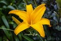 Single beautiful yellow lily flower