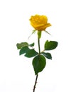 Single beautiful yellow rose Royalty Free Stock Photo