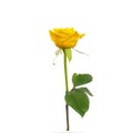 Single beautiful yellow rose Royalty Free Stock Photo