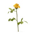 Single beautiful yellow rose isolated on white. 3D illustration Royalty Free Stock Photo