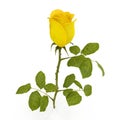 Single Beautiful Yellow Rose Isolated On White. 3D Illustration