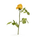 Single beautiful yellow rose isolated on white. 3D illustration Royalty Free Stock Photo