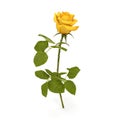 Single beautiful yellow rose isolated on white. 3D illustration Royalty Free Stock Photo