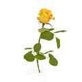 Single beautiful yellow rose isolated on white. 3D illustration Royalty Free Stock Photo