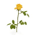 Single beautiful yellow rose isolated on white. 3D illustration Royalty Free Stock Photo