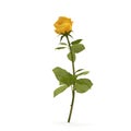 Single beautiful yellow rose isolated on white. 3D illustration Royalty Free Stock Photo