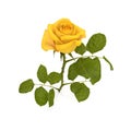 Single beautiful yellow rose isolated on white. 3D illustration Royalty Free Stock Photo