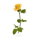 Single beautiful yellow rose isolated on white. 3D illustration Royalty Free Stock Photo