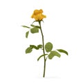 Single beautiful yellow rose isolated on white. 3D illustration Royalty Free Stock Photo