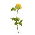 Single beautiful yellow rose isolated on white. 3D illustration Royalty Free Stock Photo