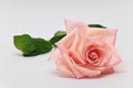 Single beauty flower pink rose gold color blossom isolated