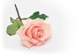 Single beauty flower pink rose gold color blossom on white background