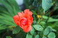 Head of red rose with dew drops,  on green . single beauty flower red rose gold color blossom isolated on green Royalty Free Stock Photo