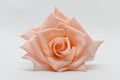 Single beauty flower rose gold color blossom bud isolated